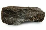 Fossil Tyrannosaur (T rex) Bone Section - Wyoming #353589-1